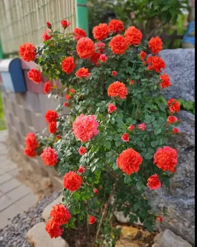 Наранга(Naranga)