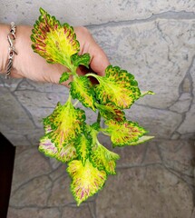 Батик колеус КСР