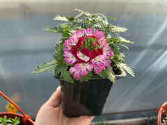 Вербена Ласкар Бибоп Пёрпл Уайт