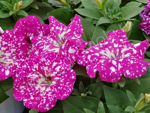 S60175 Петуния кустовая Dot Star ROSE 100 шт.
