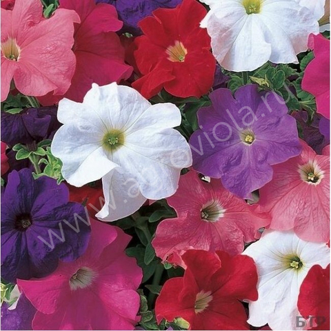 S60157 Петуния кустовая Grandiflora EZ RIDER® MIX 1000 шт.
