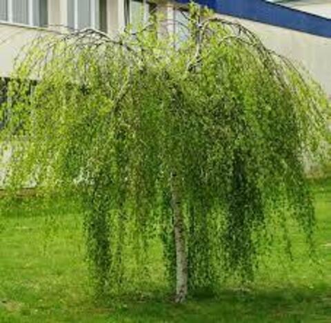 Береза повислая Юнги