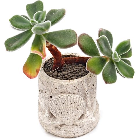 Суккулент Эхеверия Подушковидная