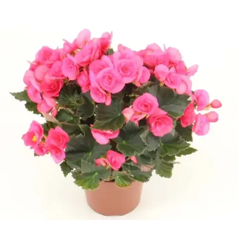 Бегония красивоцветущая