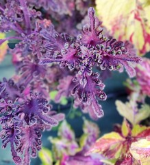 Аристократ UO колеус КСР