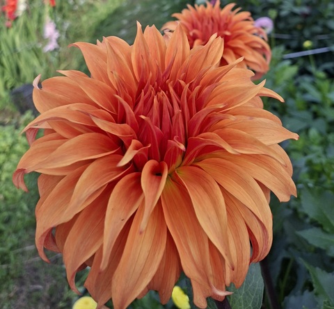 Георгин Блюмквист Джин (Bloomquist Jian)