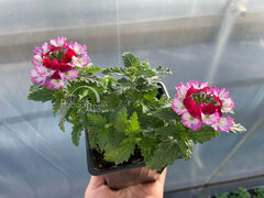 Вербена Ласкар Бибоп Пёрпл Уайт