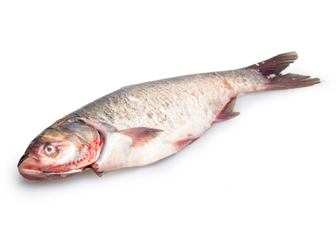 Толстолобик очищенный охлажденный~2кг