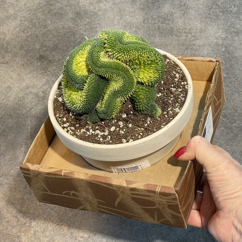 Маммиллярия Спинозиссима Ун Пико Кристата в керамике d15 (2)