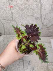 Amethyst Cascade Тай колеус