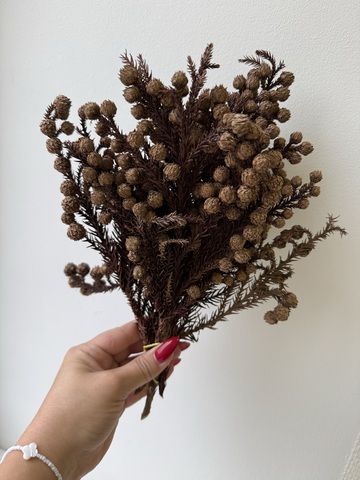 Криптомерия сухоцвет