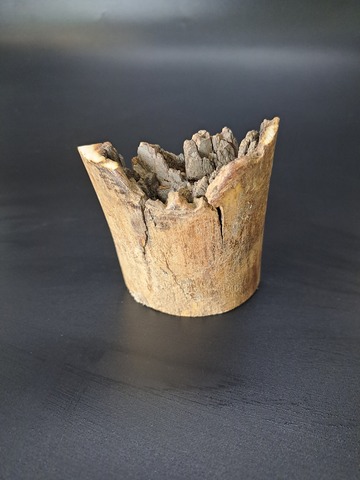 Бивень мамонта для коллекции