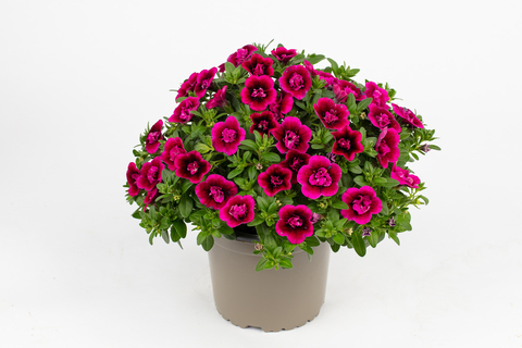 19291 Калибрахоа CELEBRATION DOUBLE Smokin' Berries (Весна 2026)