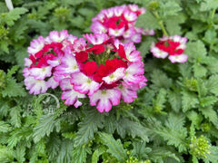 Вербена Ласкар Бибоп Пёрпл Уайт