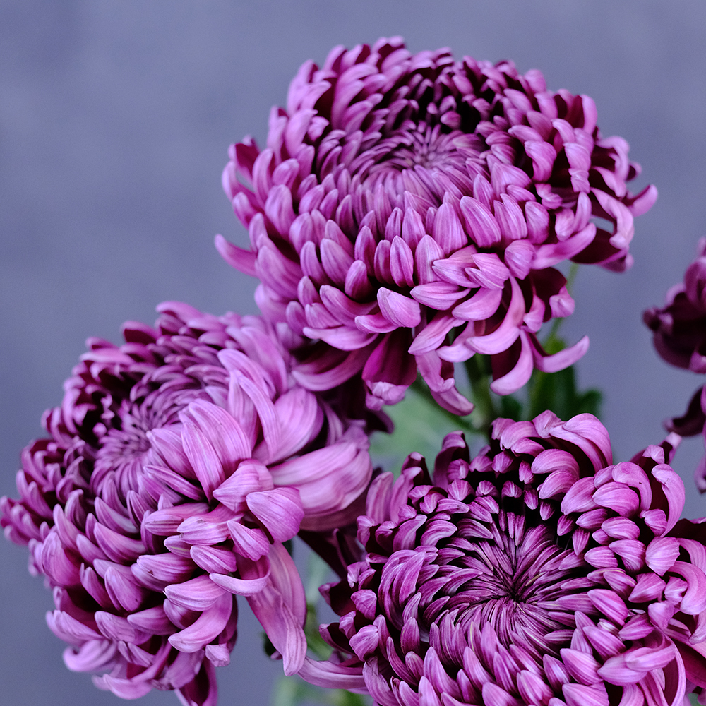 Хризантемы крупноцветковые Bigoudi Purple от 3шт