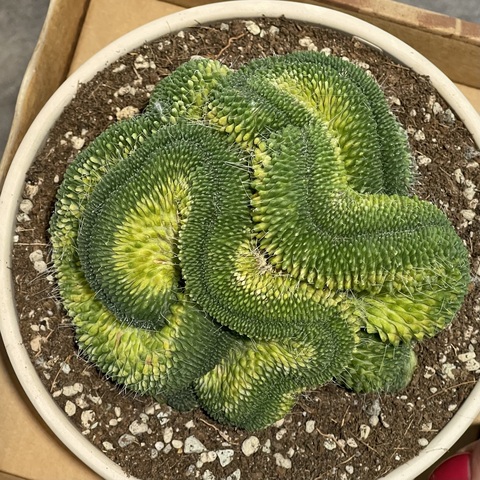 Маммиллярия Спинозиссима Ун Пико Кристата в керамике d15 (2)