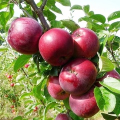 Яблоки Спартан (1 кг)