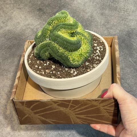 Маммиллярия Спинозиссима Ун Пико Кристата в керамике d15 (2)