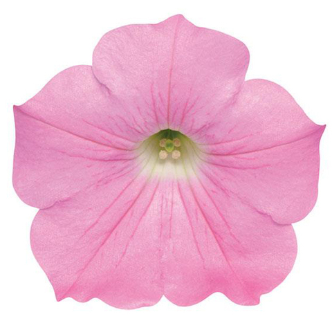 S5775 Петуния ампельная Wave Pink 5шт.