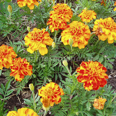 Бархатцы отклоненные Бонанза Болеро Микс