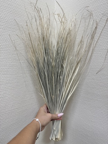 Трава сухоцвет Серо-белый