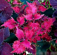 Сударушка UO колеус