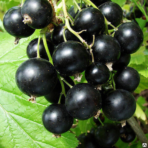 Смородина чёрная 