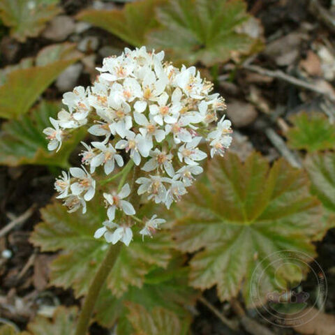 Дармера щитовидная