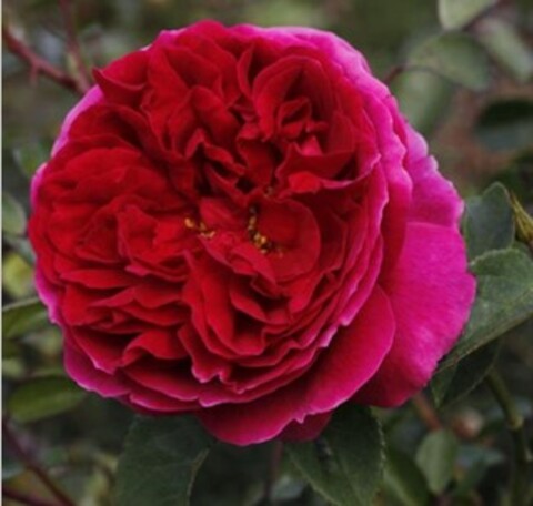 Роза английская Отелло