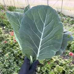 Коллард "О, Батат", 100 г