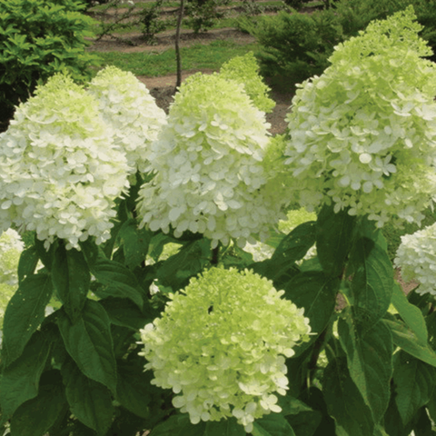 гортензия лаймлайт купить