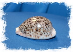 Ципрея Пантерина (Cypraea pantherina)