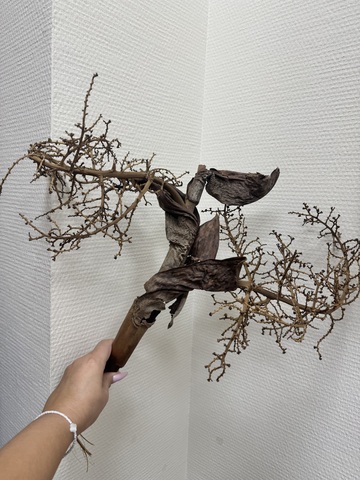 Ветки волнистые коряги M натуральные изогнутые для декора  (1шт)