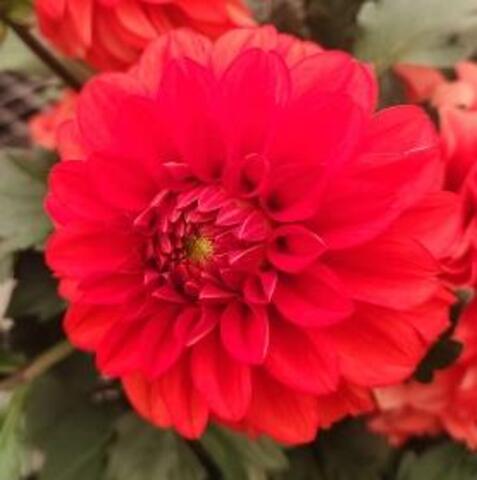 17198 Георгин DARLIN’ Scarlet (Весна 2026)