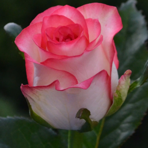 Роза чайно-гибридная Джумилия