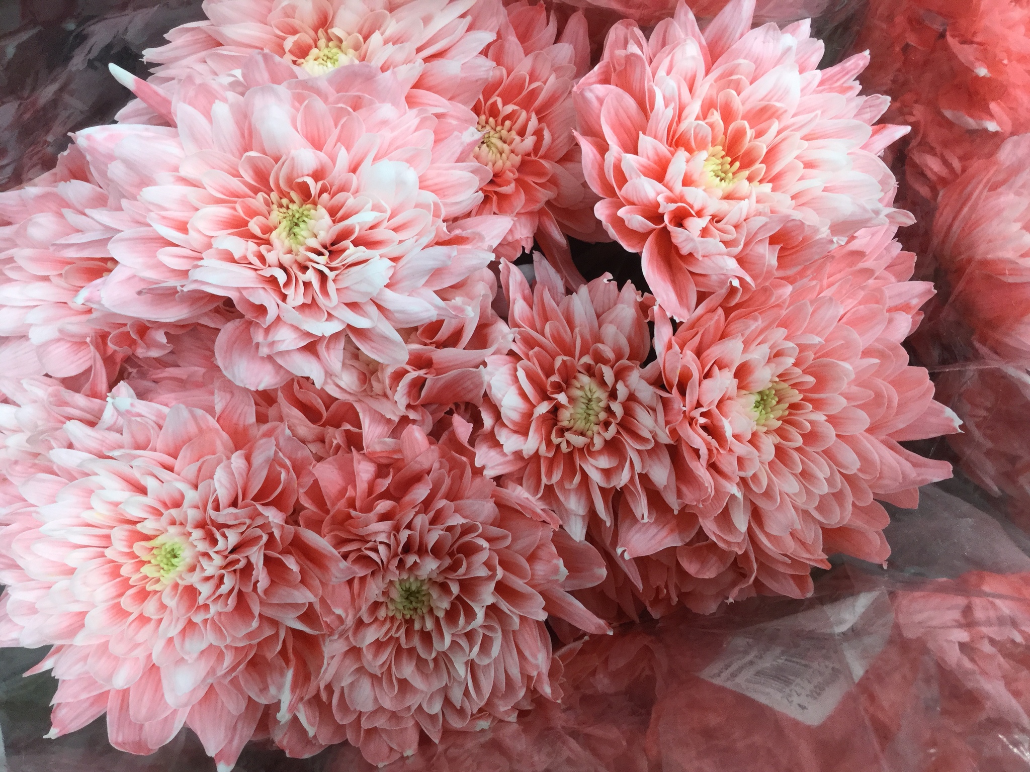 Хризантема Baltica Pink