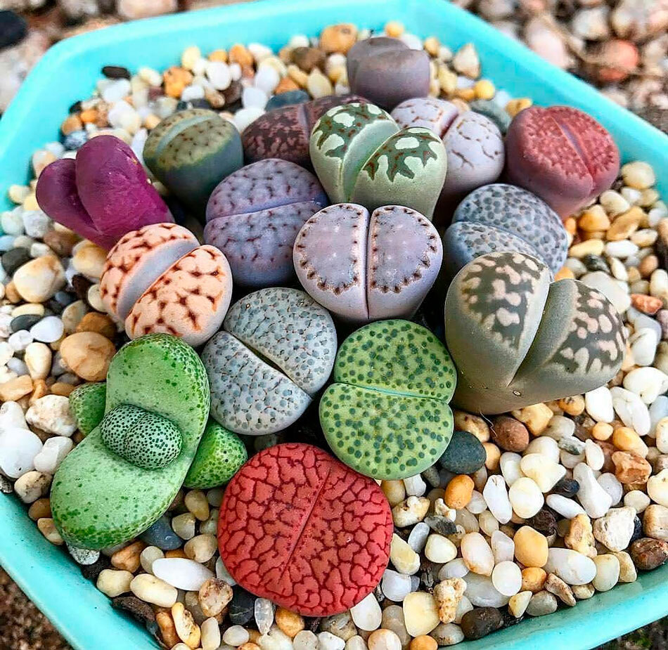 Каменные Растения