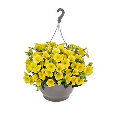 32158 Петуния Sweetunia Canary Yellow (Весна 2026)