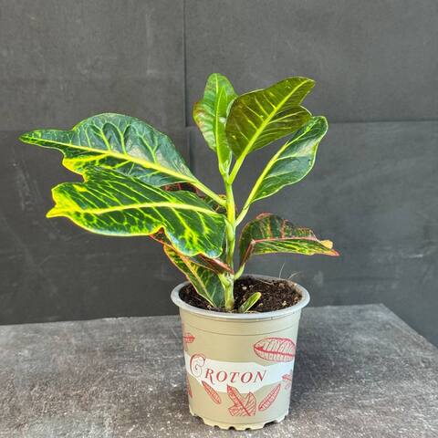 Кротон (Codiaeum variegatum)