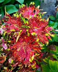 Августин колеус КСР