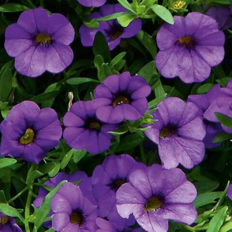 19316 Калибрахоа MF Neo Blue (Весна 2026)