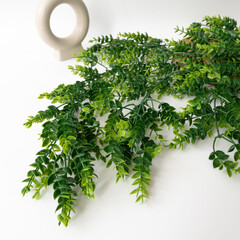Брусничник свисающий, ампельное растение, цвет зеленый, 75 см, набор 1 шт.