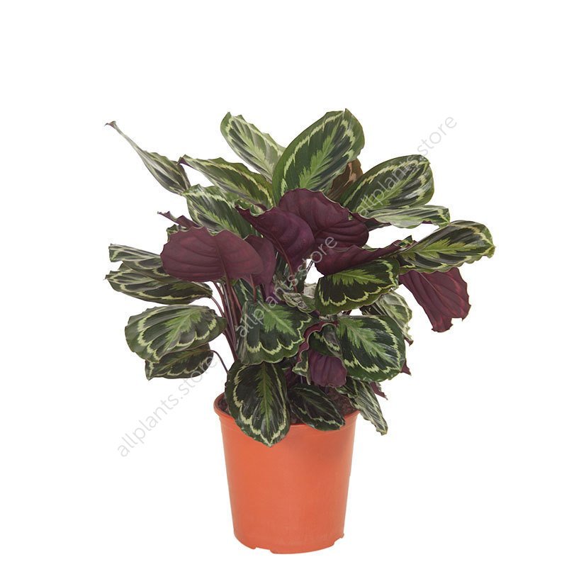 Калатея Медальон - купить в Москве с доставкой | Интернет-магазин ...