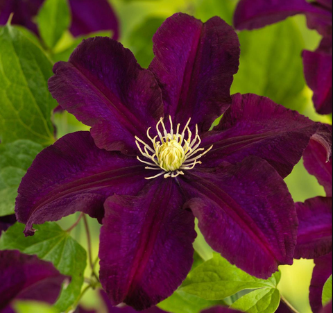 Клематис крупноцветковый Варшавска Найк