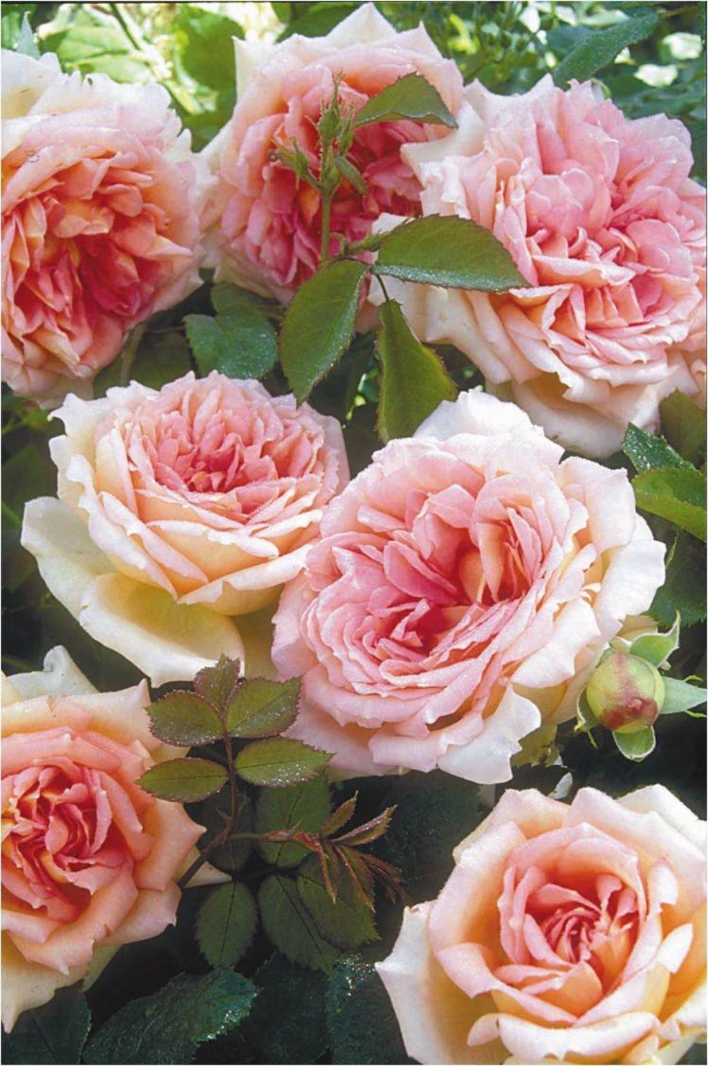 Роза Джанет: особенности и характеристика сорта, правила посадки, выращивания и ухода, отзывы