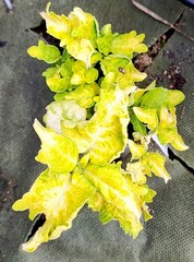 Lilly Scent Тай колеус