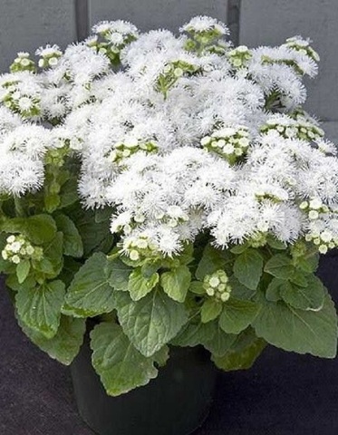 Агератум Алоха Вайт