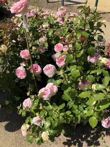 Майне Розе(Meine Rose)
