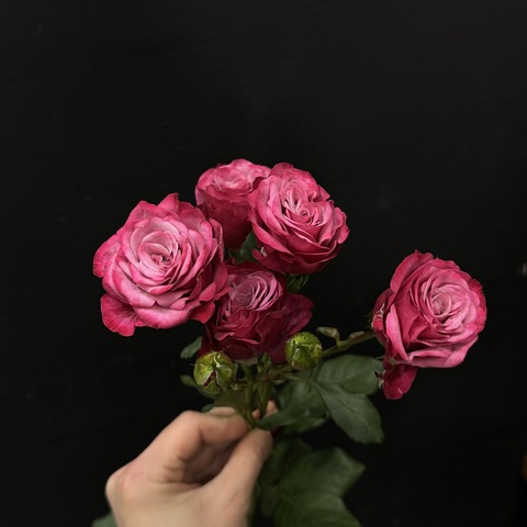 Роза кустовая Kylie 60 см / 1 шт