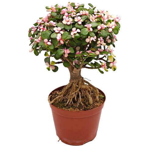 Красивый редкий суккулент - Бонсай Портулакария Афра вариегата D11 H28